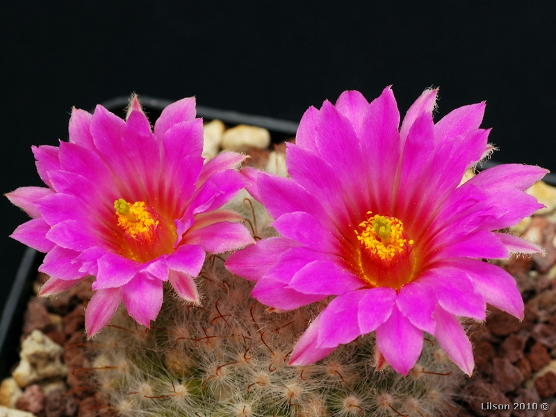 Mammillaria guelzowiana 