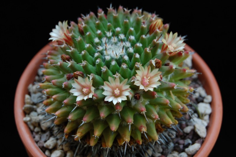 Mammillaria vagaspina ORB 2.23