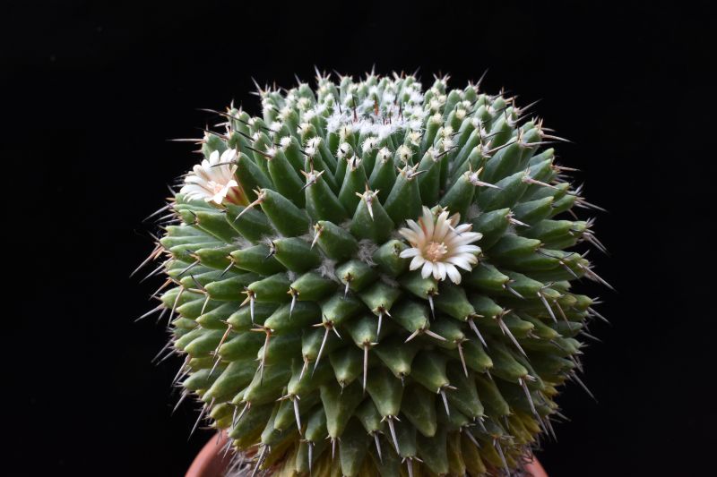 Mammillaria vagaspina ORB 2.23