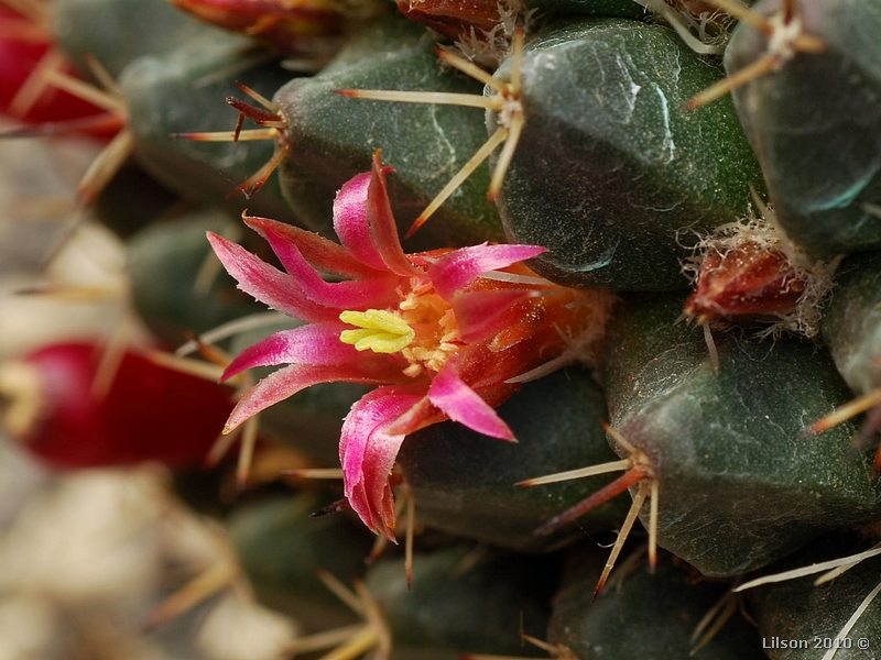 Mammillaria sempervivi 