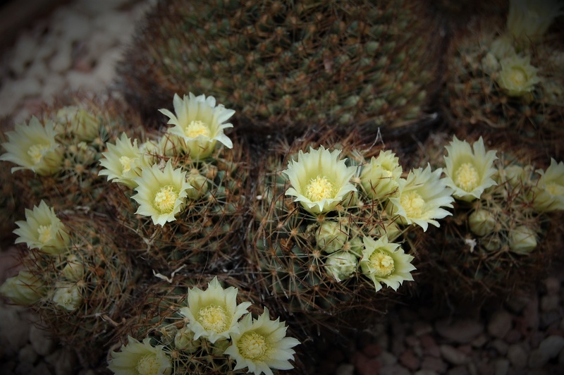 Mammillaria picta ssp. viereckii SB 1436