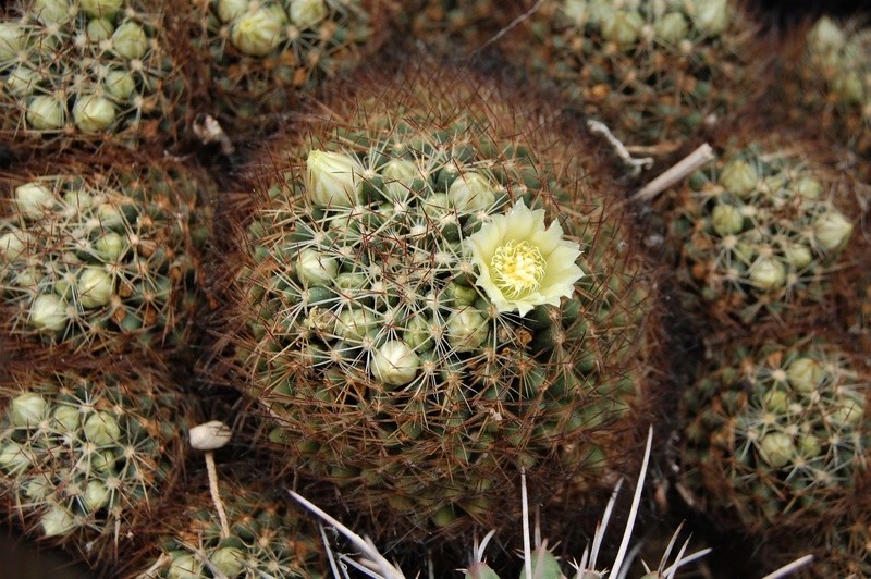 Mammillaria picta ssp. viereckii SB 1436