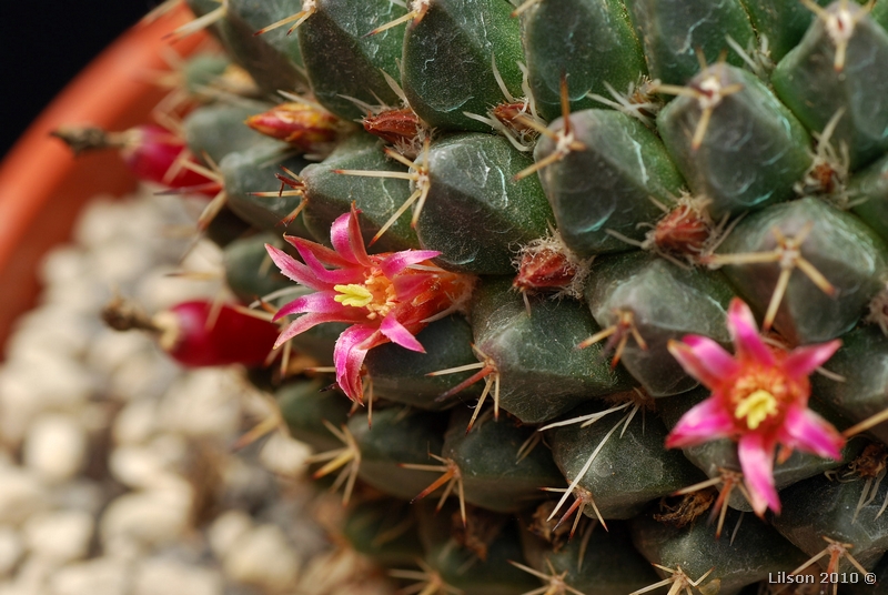 Mammillaria sempervivi 