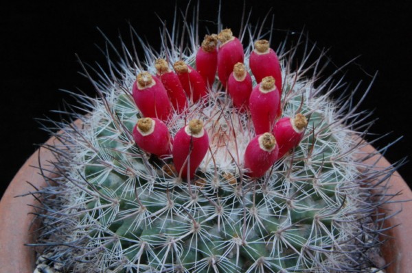 Mammillaria johnstonii v. sancarlensis 