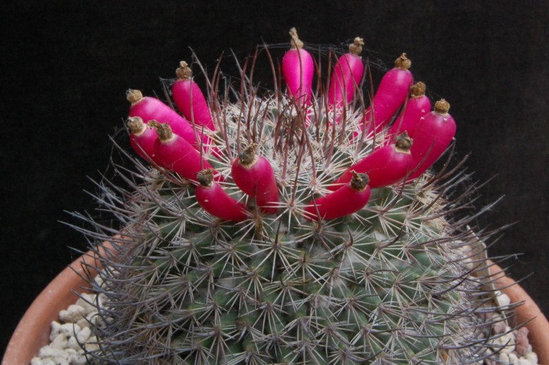 Mammillaria johnstonii v. sancarlensis 