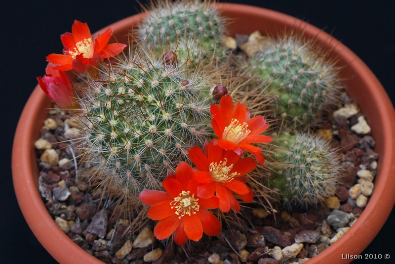 Rebutia fiebrigii 