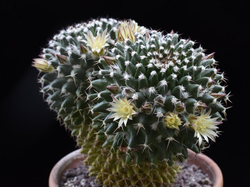 Mammillaria karwinskiana ML 352