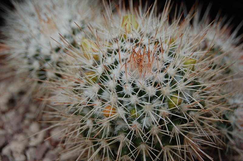 Mammillaria voburnensis v. gerhardii 