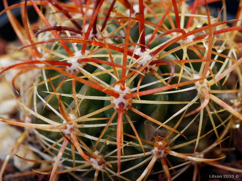 Ferocactus viridescens 