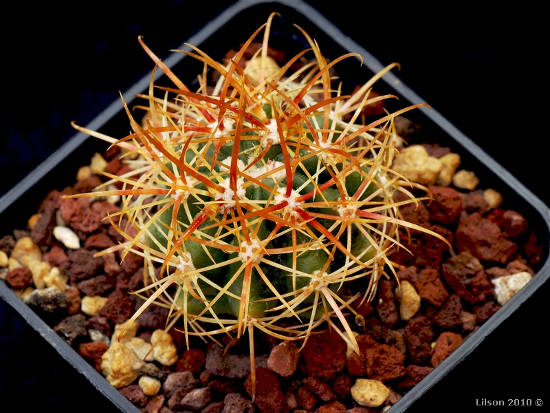 Ferocactus viridescens 