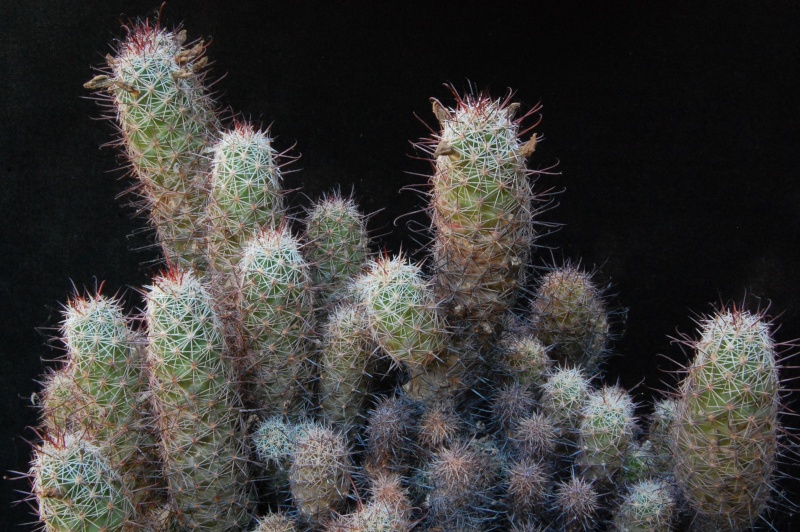 Mammillaria mazatlanensis 