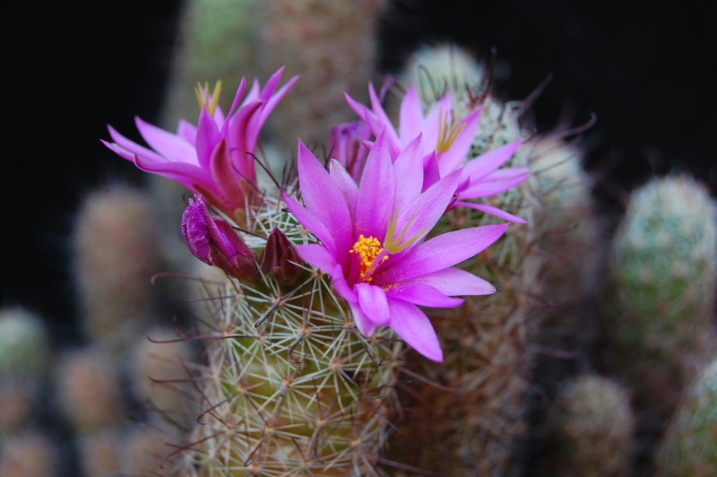 Mammillaria mazatlanensis 