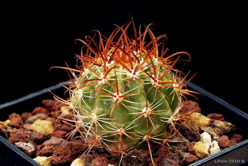 Ferocactus viridescens v. littoralis 