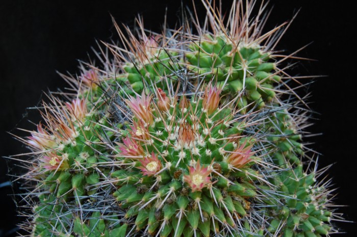 Mammillaria polyedra 