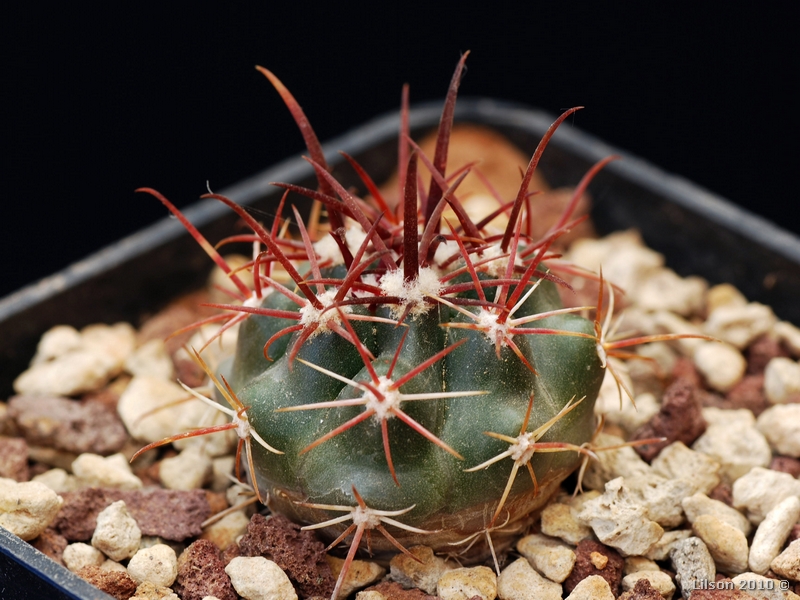 Ferocactus viridescens v. littoralis 