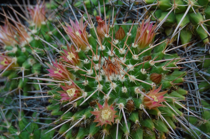 Mammillaria polyedra 