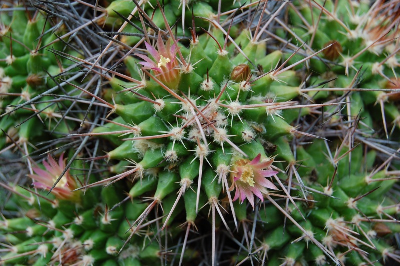 Mammillaria polyedra 