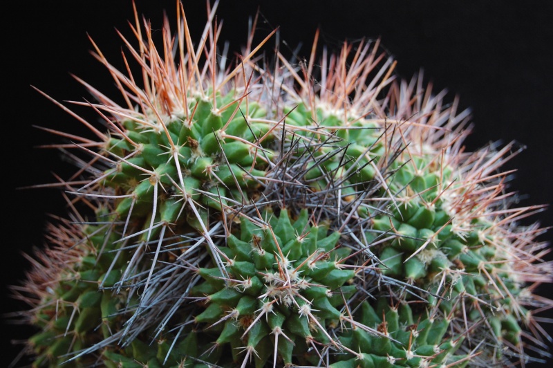 Mammillaria polyedra 