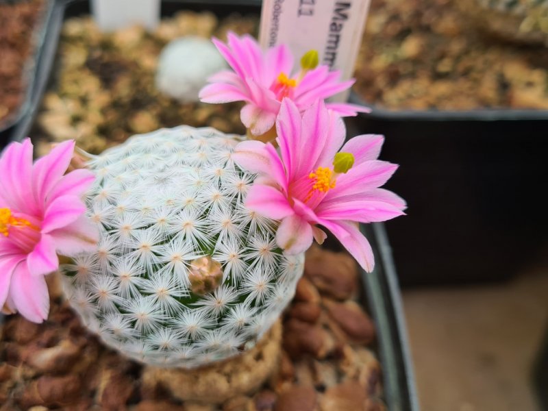 Mammillaria herrerae Lau 711