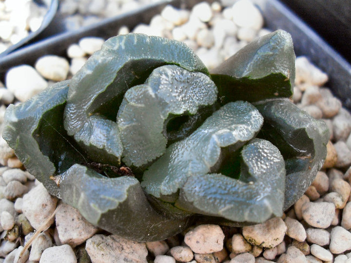 Haworthia truncata f. mostruosa 