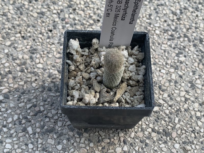 Epithelantha pachyrhiza SB325