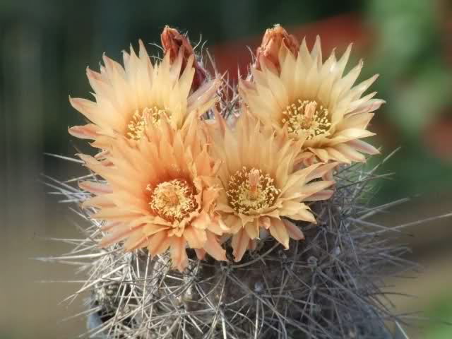 Neochilenia setosiflora 