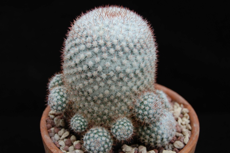 Mammillaria albilanata ssp. reppenhagenii ML 297