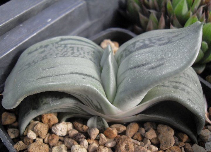 gasteria armstrongii f. griseovariegata