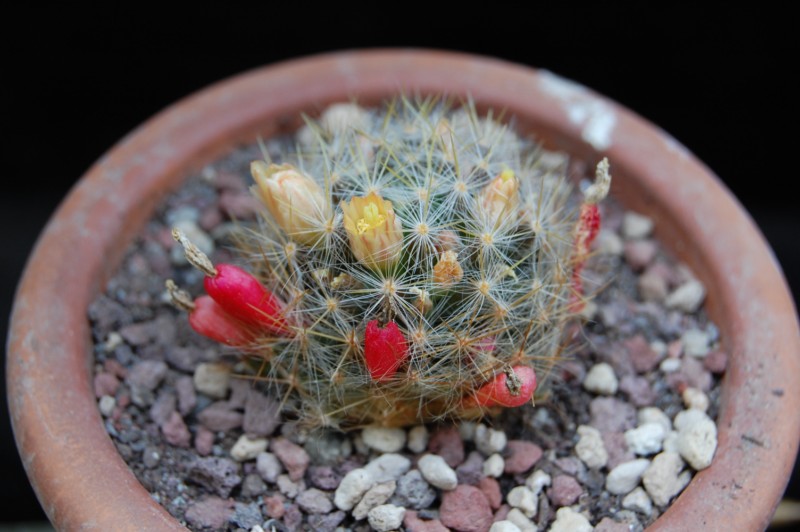 Mammillaria sanluisensis CC 381