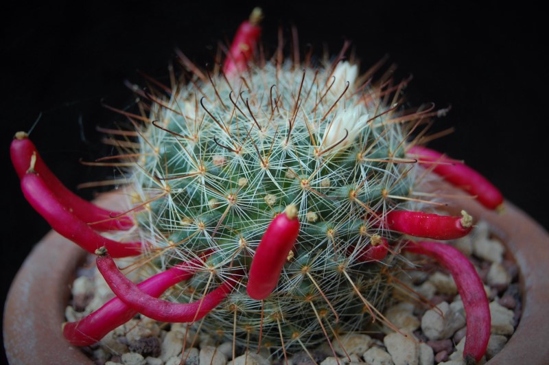 Mammillaria sp. WOLF 688