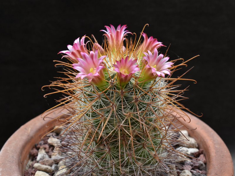 Mammillaria pullihamata ML 366