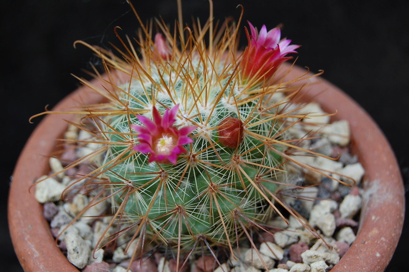 Mammillaria pullihamata ML 366