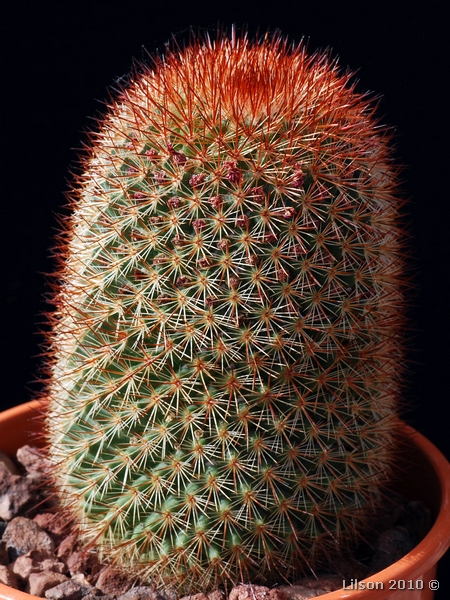 Mammillaria spinosissima 