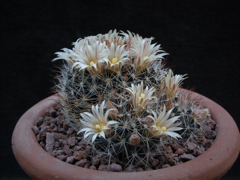 Mammillaria rayonensis CSD 167