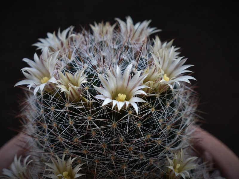 Mammillaria rayonensis CSD 167