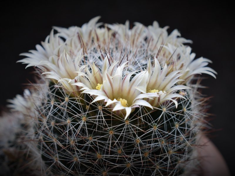 Mammillaria rayonensis CSD 167