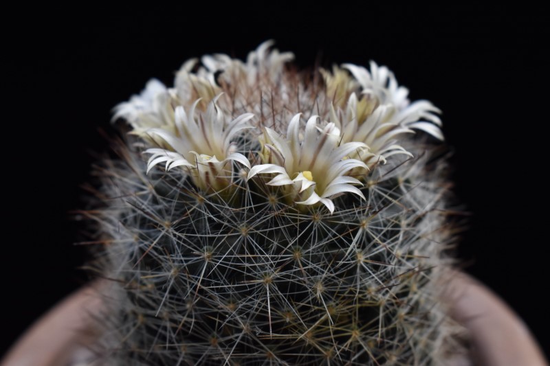 Mammillaria rayonensis CSD 167