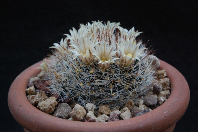 Mammillaria rayonensis CSD 167