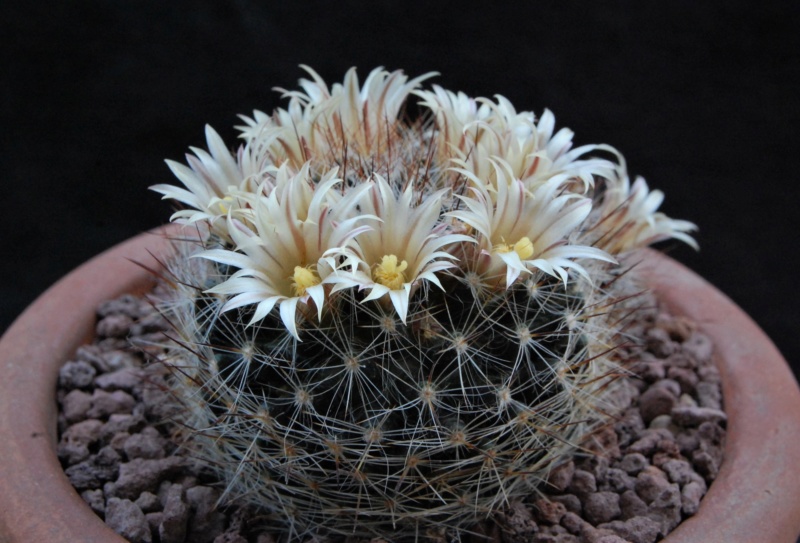 Mammillaria rayonensis CSD 167