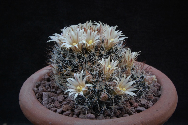 Mammillaria rayonensis CSD 167