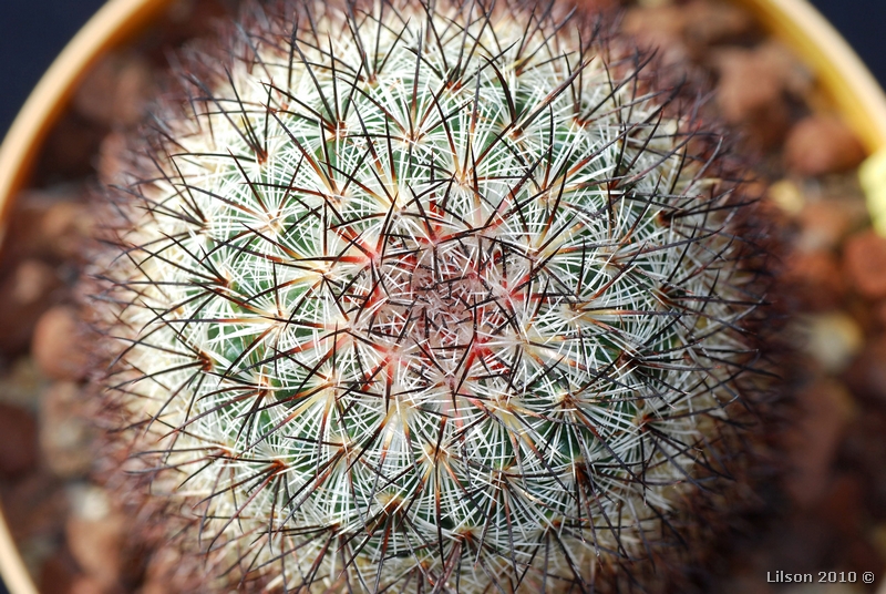 Mammillaria microhelia 