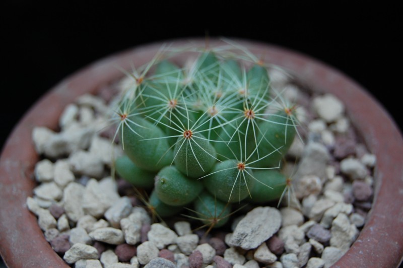 Mammillaria sphaerica GL 40