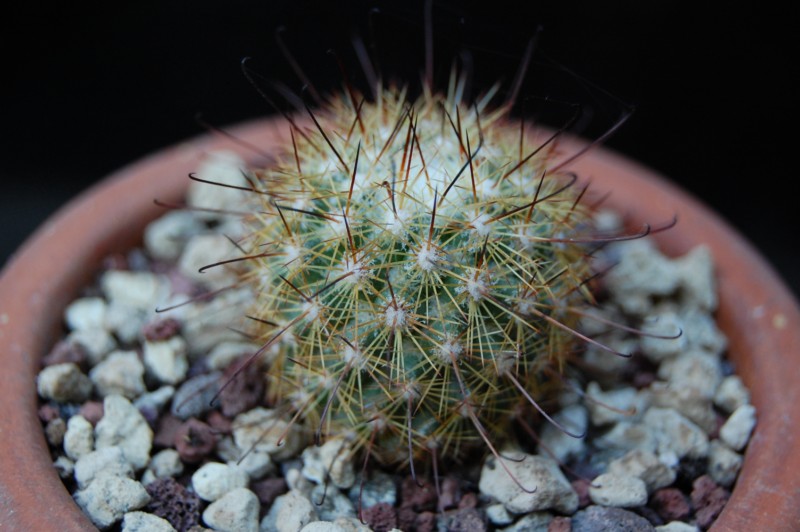 Mammillaria neopalmeri LAU 07