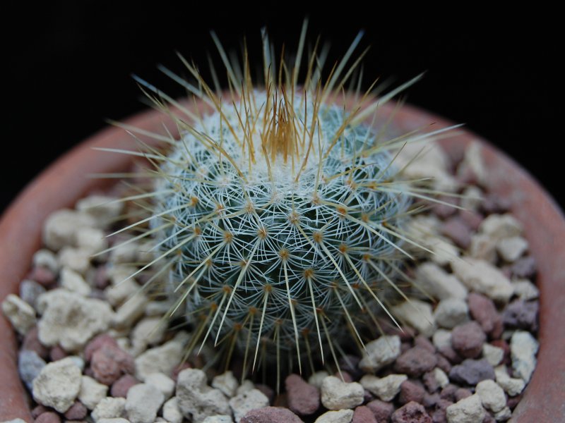 mammillaria dixanthocentron f.