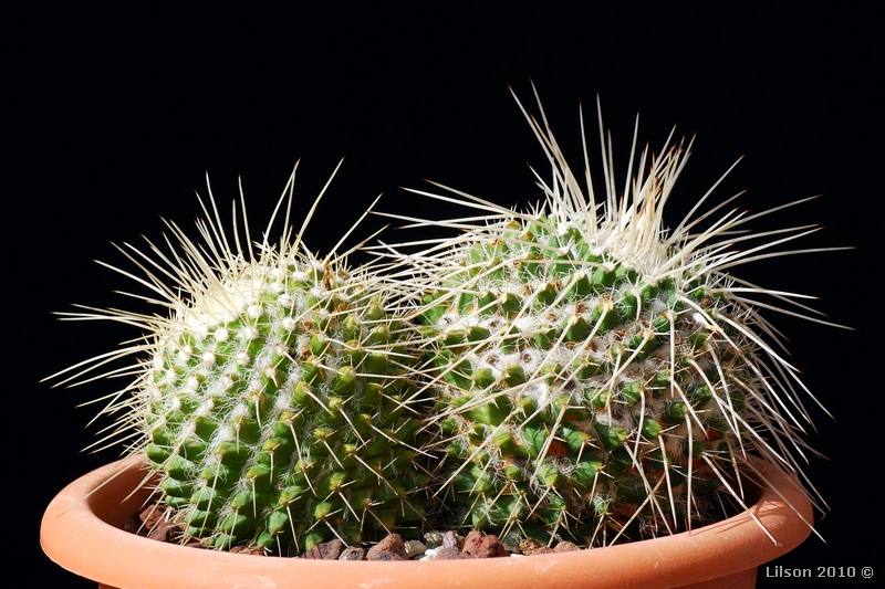 Mammillaria karwinskiana ssp. nejapensis 