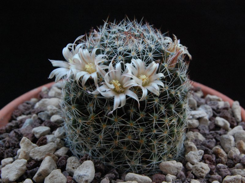 Mammillaria picta (viereckii) DAR 106a