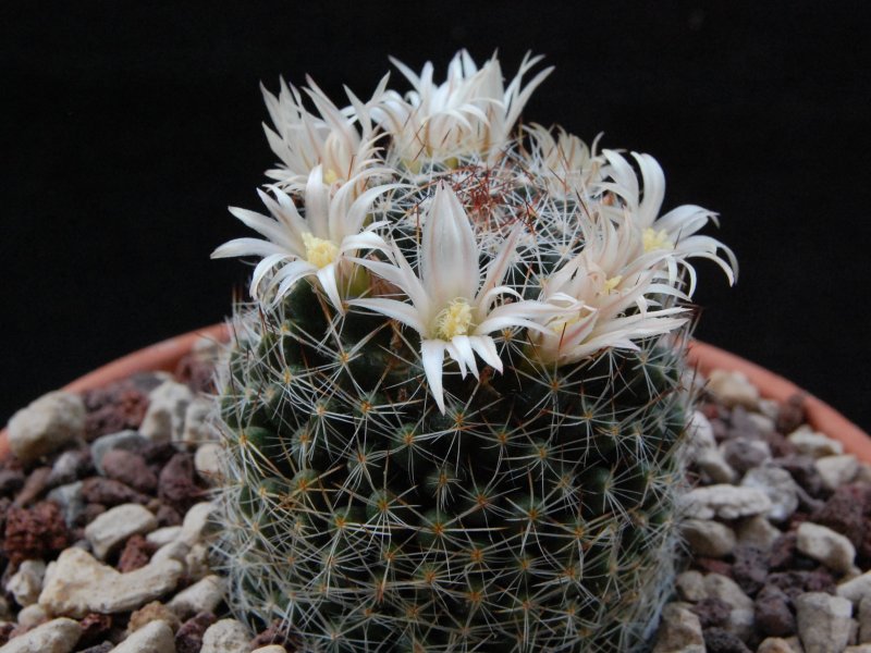 Mammillaria picta (viereckii) DAR 106a