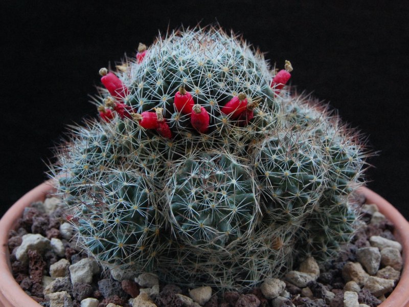 Mammillaria picta (viereckii) DAR 106a