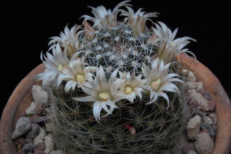 Mammillaria picta (viereckii) DAR 106a