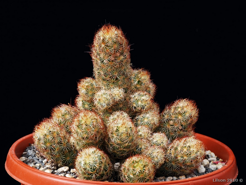 Mammillaria elongata 